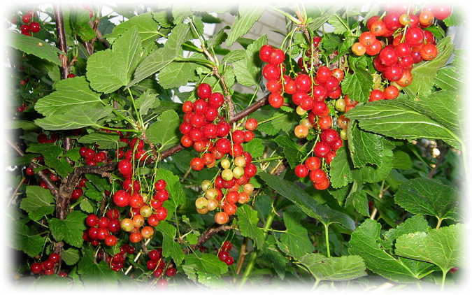 تراژدی زیست‌محیطی قاراداغ و آخرین نفسهای شش تنفسی آزربایجان – سعید خزر