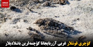 کؤچری قوشلار غربی آزربایجانا کؤچمه‌لرین باشلادیلار