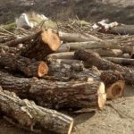 گوندم پروقرامی – ۷ دی ماه