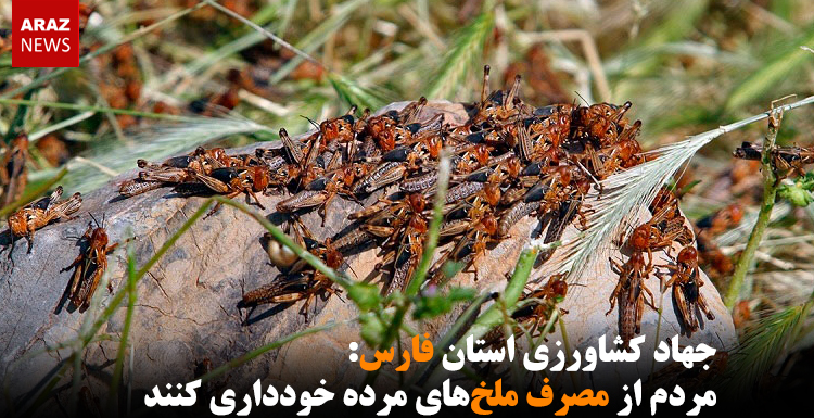 مردم از مصرف ملخ‌های مرده خودداری کنند