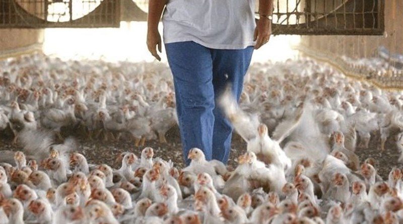 قیمت مرغ سر به آسمان کشید!/ مرغ در اورمیه کمیاب شد