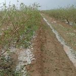 خسارت تگرگ و سیل به باغات زمین‌های کشاورزی شهرستان اورمیه