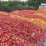 سیب‌های فاسد، آب دریاچۀ اورمیه را خوردند