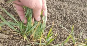 تحویل بذرهای ناسالم از سوی جهاد کشاورزی به کشاورزان آزربایجانی