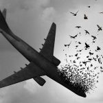 متهم ردیف اول هواپیمای اوکراینی آزاد است