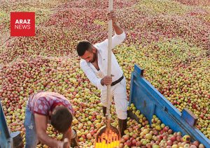 چرا استانی با بزرگ‌ترین بحران خشکسالی، قطب اول تولید سیب ایران است؟